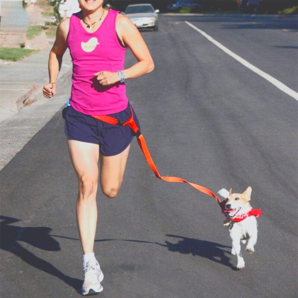 Pets leash multiple colors